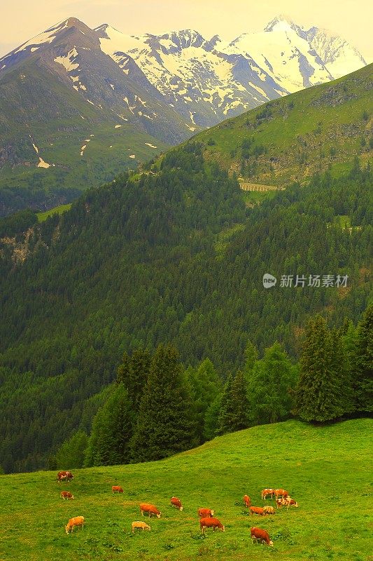 牛群放牧在Hohe Tauern雪顶奥地利山脉-泰洛阿尔卑斯戏剧性的云景天空和景观和大格洛克纳山脉